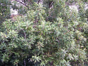 Salix cinerea / Salice cinereo